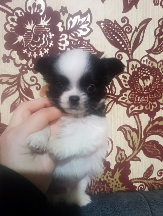 Предлагается к продаже мальчик чихуа