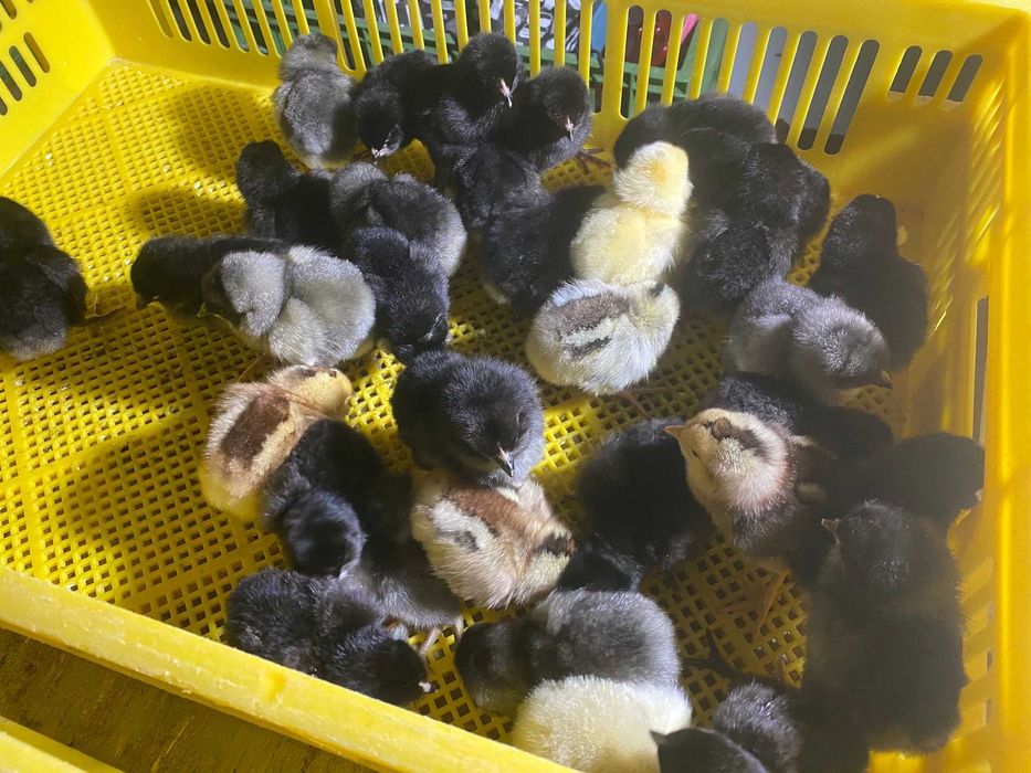 Kurczaki pisklęta nioski, brojlery, Leghorn, Greenshell, Sussex, Rosa