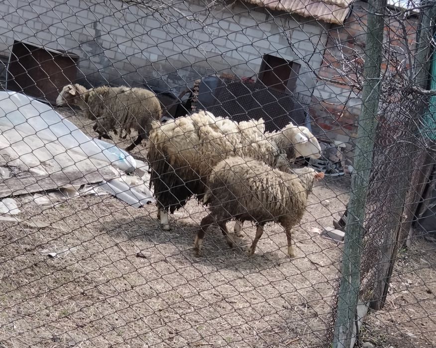 Продаються вівці ( 2 вівці + 2 барана+3 ягнят))