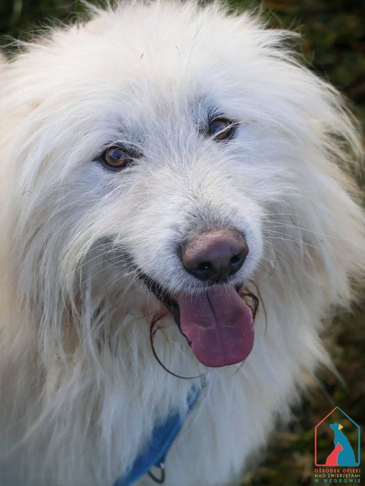 Piękny pies - wspaniały charakter - pokochaj i adoptuj pupila!