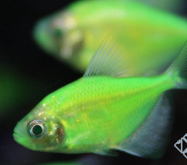 Тернеція LED всі кольори