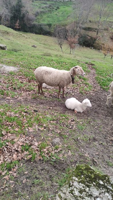 Ovelha com um borrego