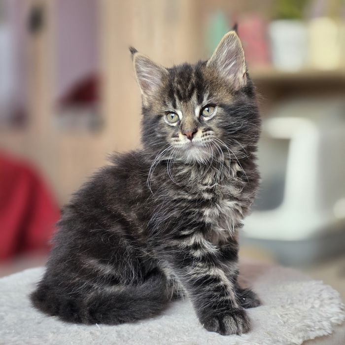 Kocur Maine Coon, FPL rodowód