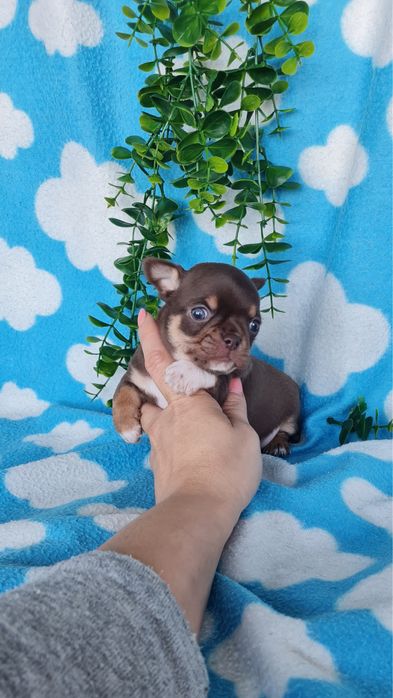 Excecional mini menino Chihuahua/Chiuaua de Qualidade,LinhagemRussa