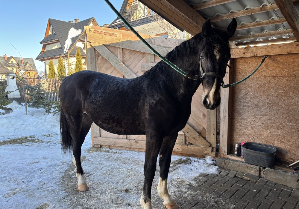 Ogierek na sprzedaż