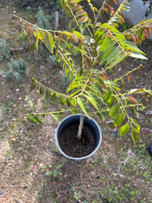 Murraya koenigii (Árvore-do-Caril)