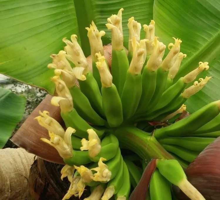 Банан комнатный плодовый            ( Киевский Супер карлик) саженцы