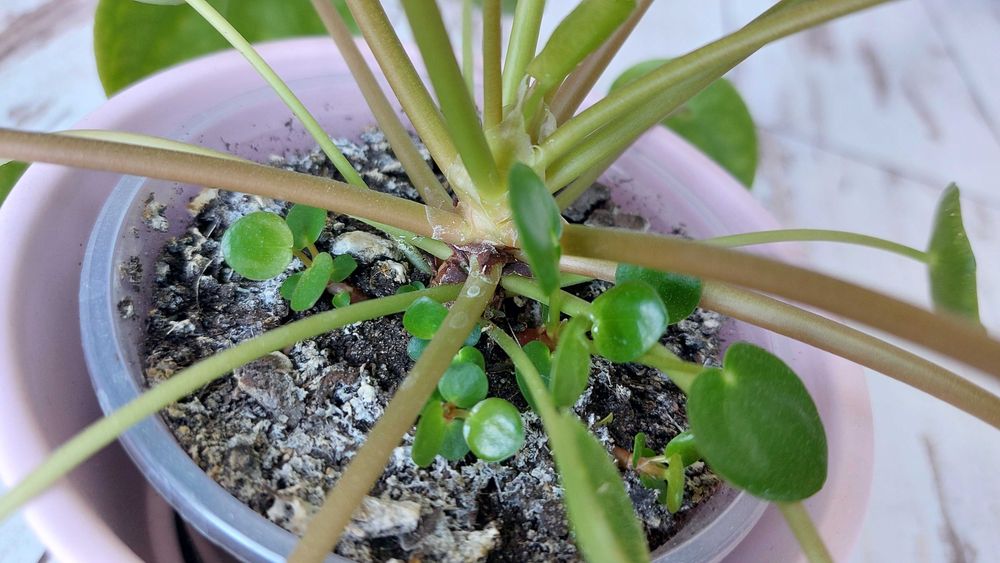 Pieniążek (Pilea peperomiowaty/ Pilea peperomioides) PROMOCJA!