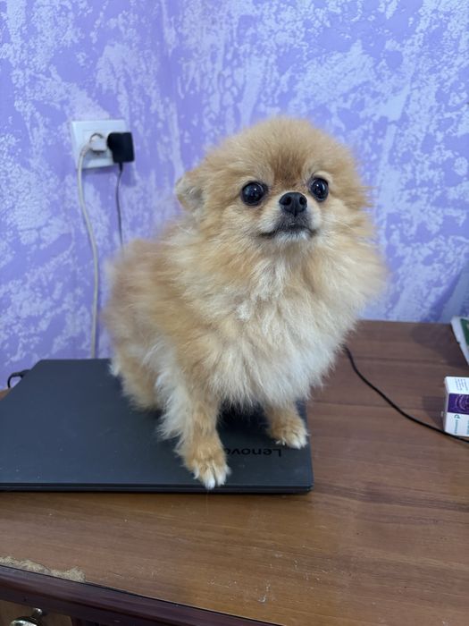 Міні руденька дівчинка