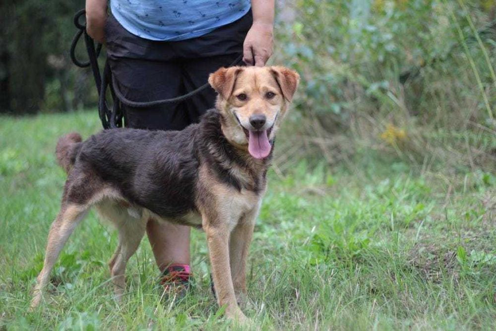 kochany, przyjazny, łagodny pies marzy o domu