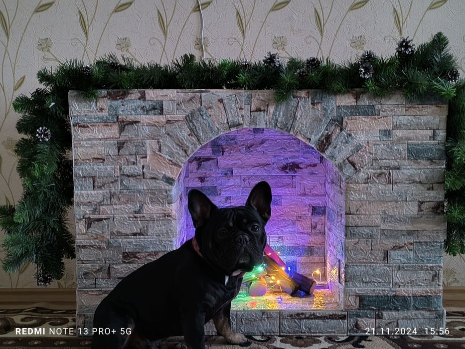 В'язка бульдожки