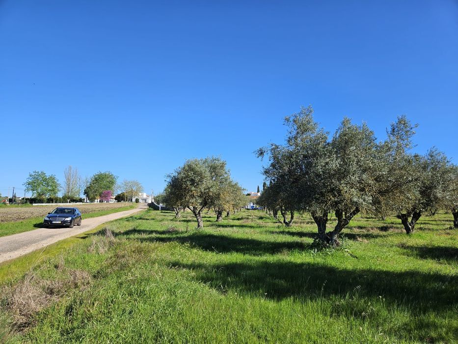 Olivais (2) produtivos. Barbacena, Elvas
