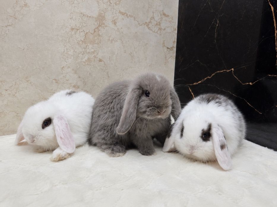 Mini lop / Baranek miniaturowy