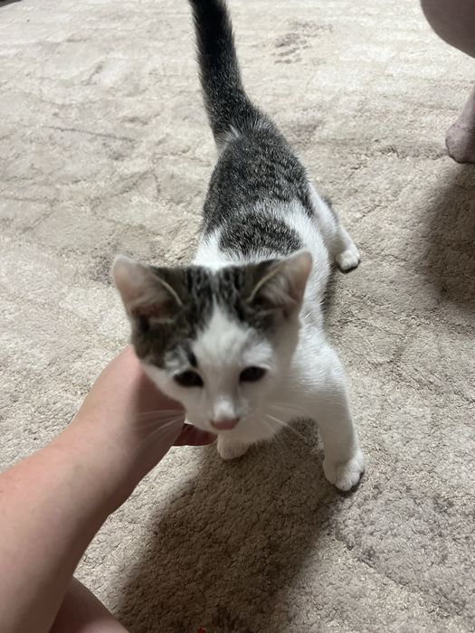 віддам котика ( дівчинака біленька)