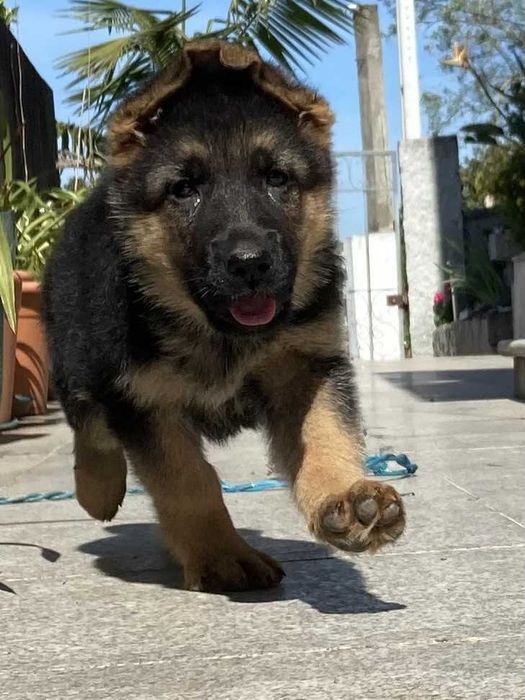 Cachorro de raça Pastor Alemão