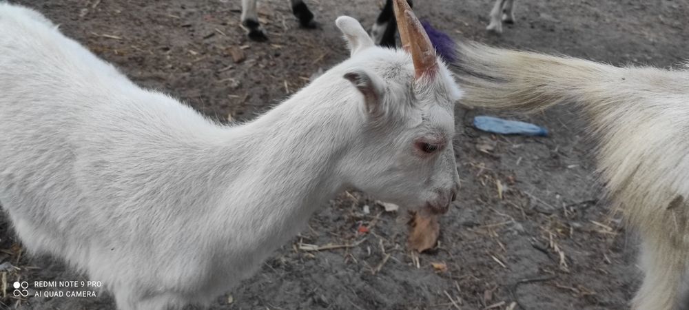 Продам козенят породи ламанча