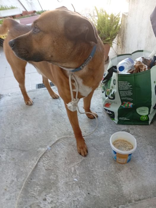 Cao para doaccao responsavel