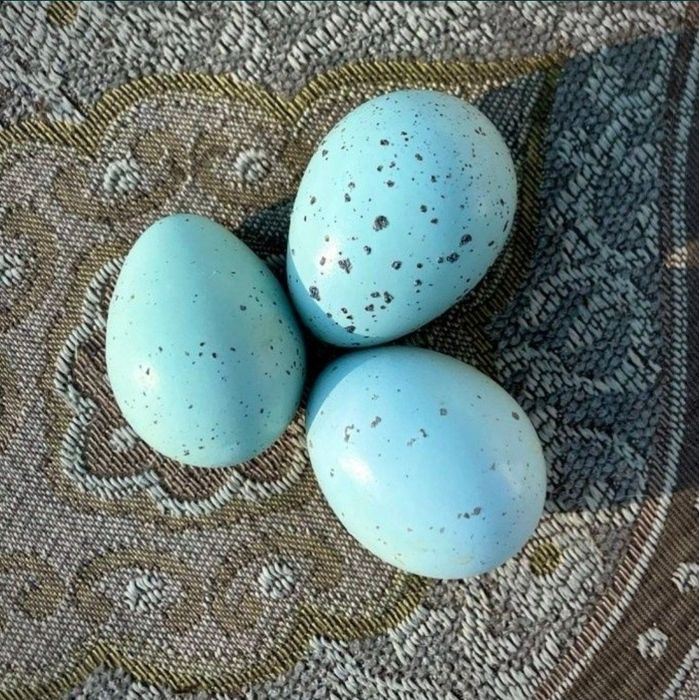 Celadon celadony jaja jajka lęgowe przepiórki przepiórcze na legi