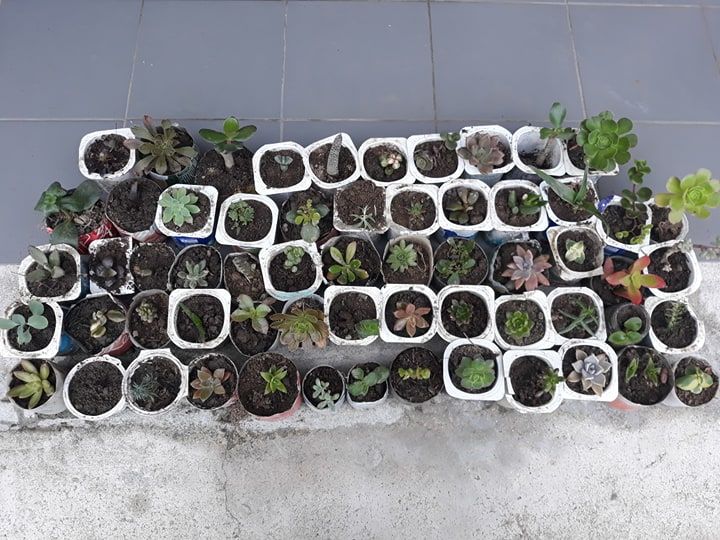 Cacti and succulents from €0.20/unit (77 different species)64738268083715123