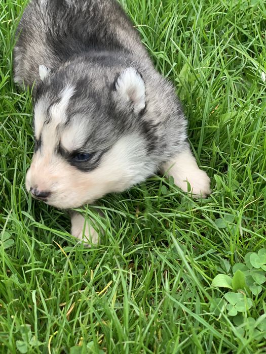 Продаються сибірські хаскі