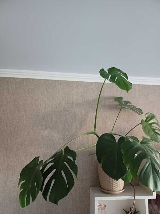 Молодая растущая монстера высотой 80  см