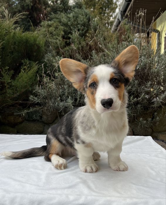 Welsh Corgi Cardigan - piesek Blue Merle