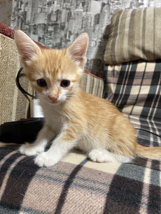 Котята безкоштовно