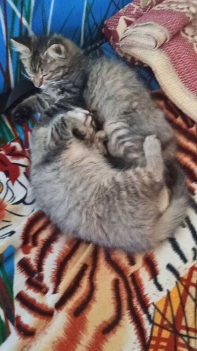 БЕЗКОШТОВНО віддам двох кошенят