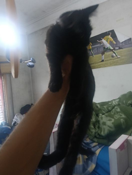 gatinhos com 3 meses