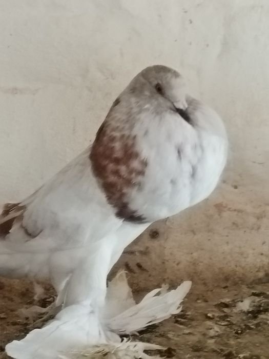 Sprzedam garlacze pomorskie gołębie ozdobne