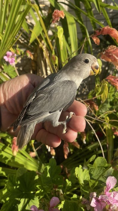 Agapornis domesticado