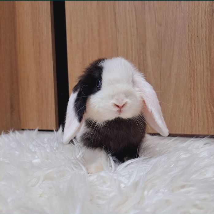 Mini Lip królik miniaturka domowy