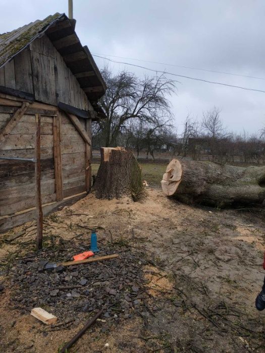Альпініст Обрізка валка дерев зріз спил аварійних дерев Кам'янка