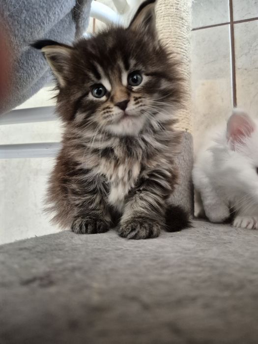 Kotka maine coon do odbioru koniec marca
