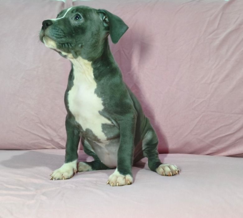 Fêmea American pitbull blue nose