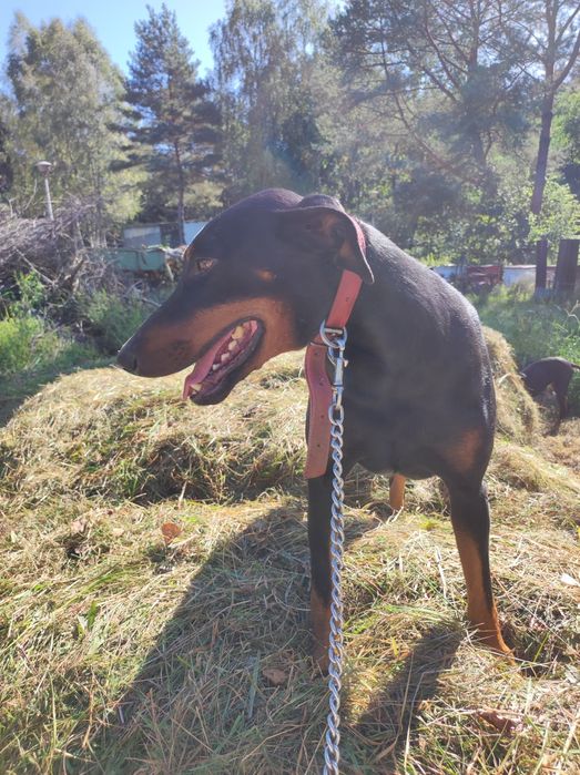 Doberman szczeniak – zdrowy i gotowy na nowy dom