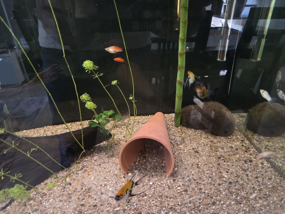 Vendo aquário completo 300l 120cm