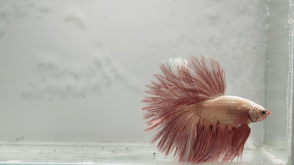 Diversidade de Bettas importados