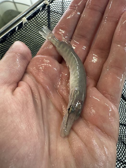 Szczupak ryby do stawów i oczek wodnych narybek szczupaka inne