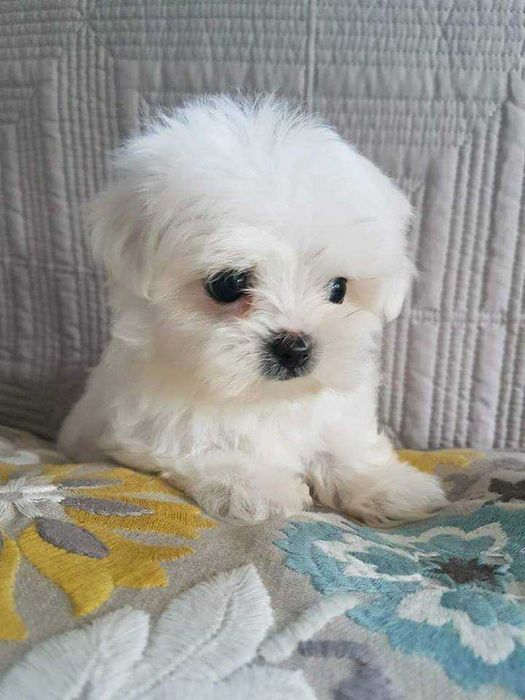 Maltańczyk z Metryką piesek, Śliczny. Po kwarantannie.