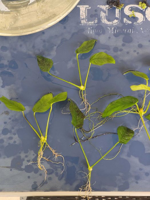Plantas de Aquário | Anúbias Barteri var. Nana