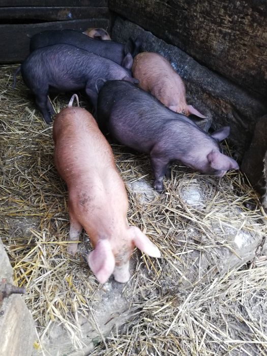 Продам  Поросята