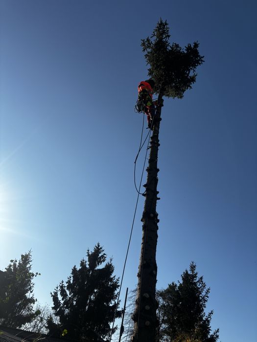 Usługi ogrodnicze /wycinka drzew/koszenie traw
