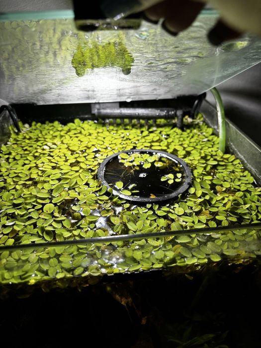 Salvinia natans roslina plywajaca do akwarium