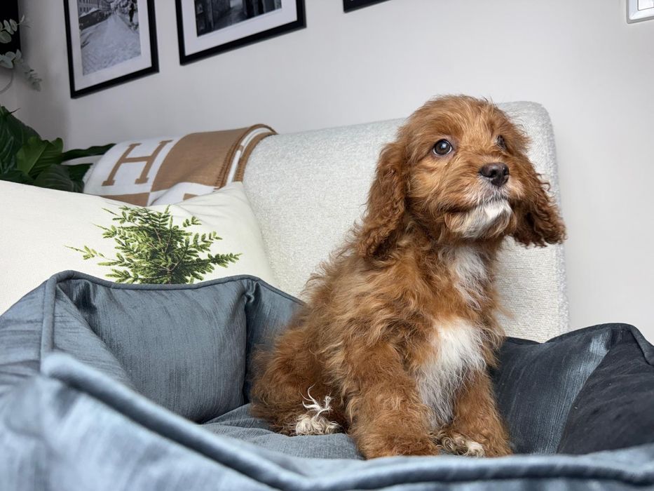 cavapoo szczeniak gotowy do odbioru