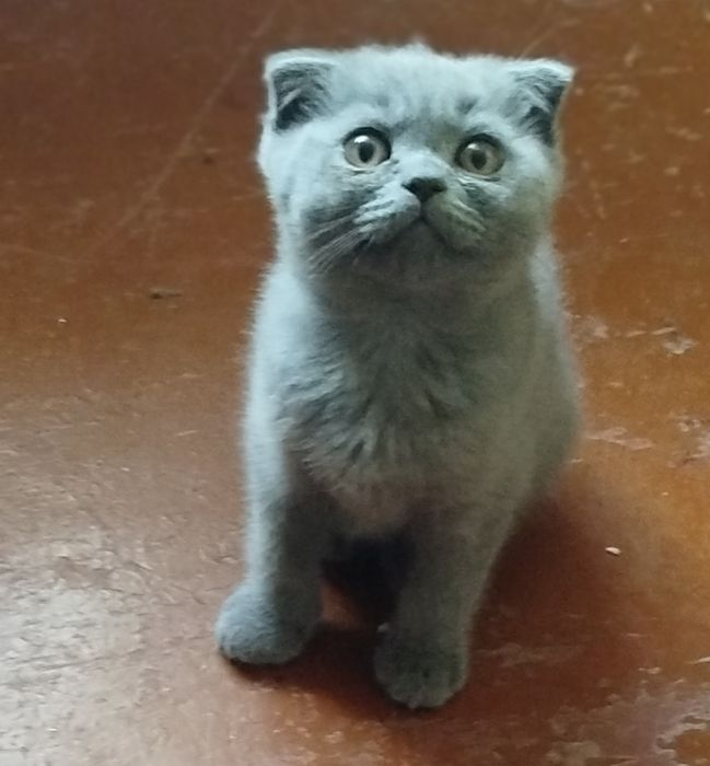 Вислоухие котята
