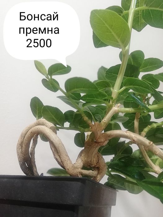 Премна Premna  Индонезия бонсай