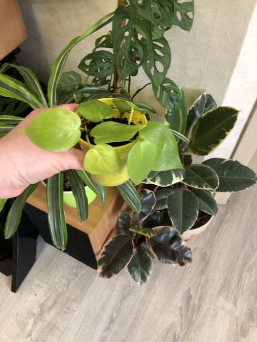 Продам красивый набор филодендронов либо по отдельности)!