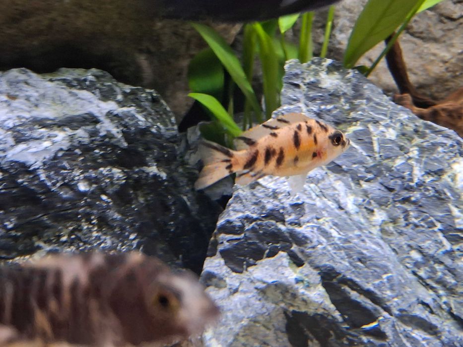 Aulonocara calico/Malawi/Pyszczaki