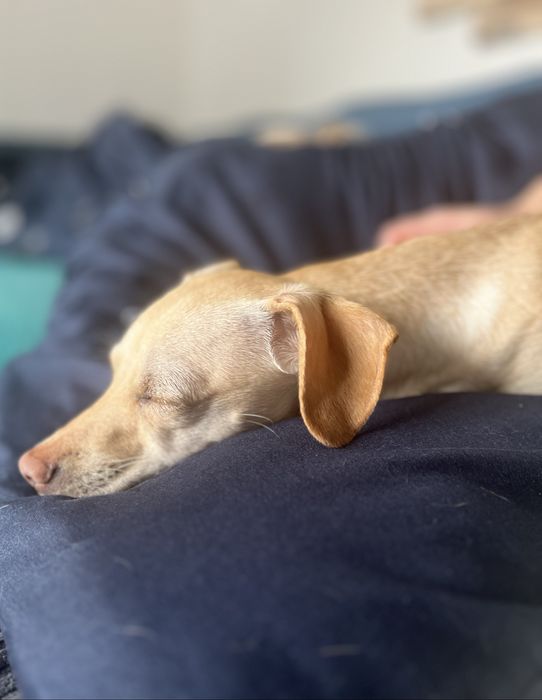 Opieka nad psem , kotem , hotel psi